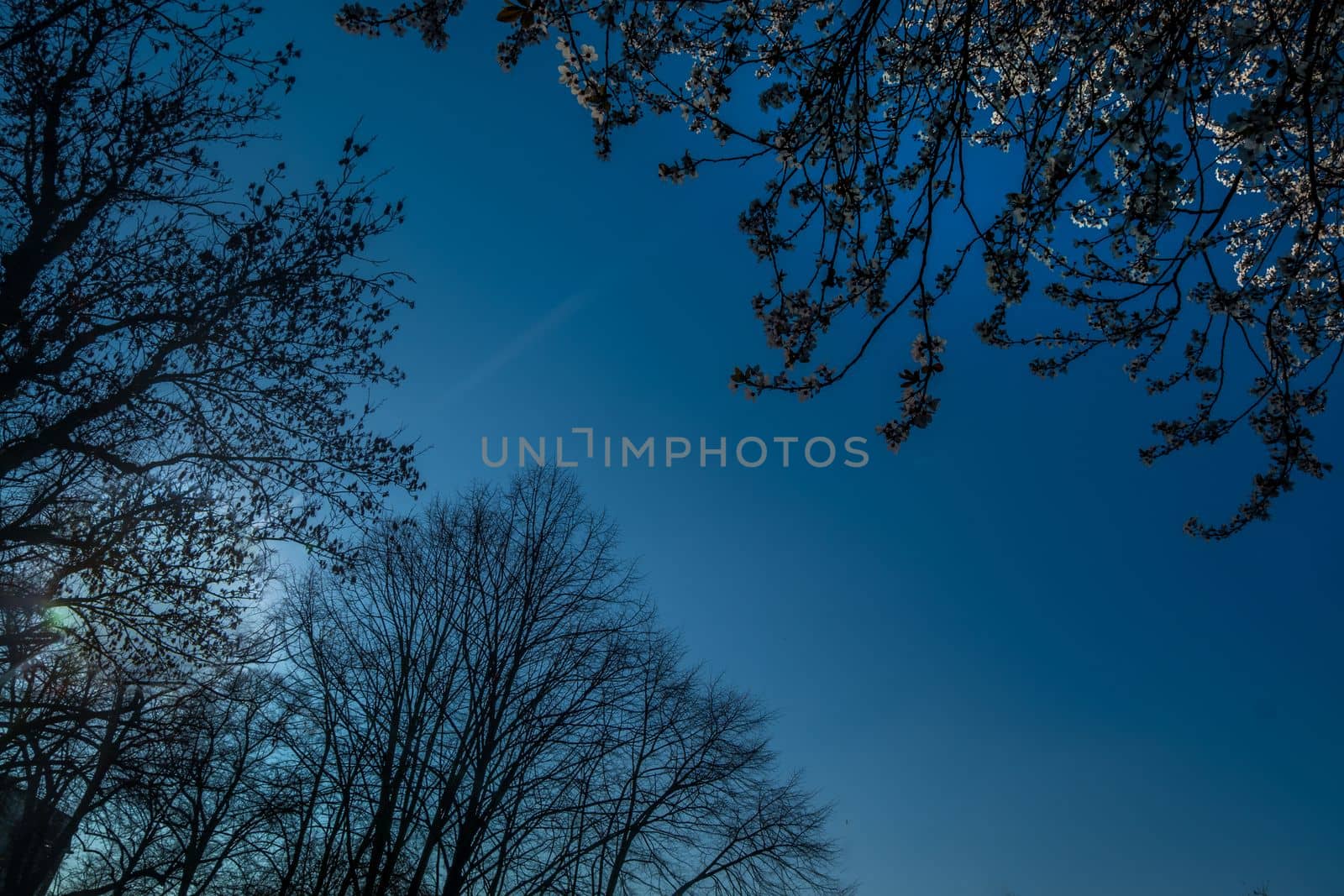 The tree opposite the blue sky, the details of the branches that are like a frame Suitable for making background images. Space for text