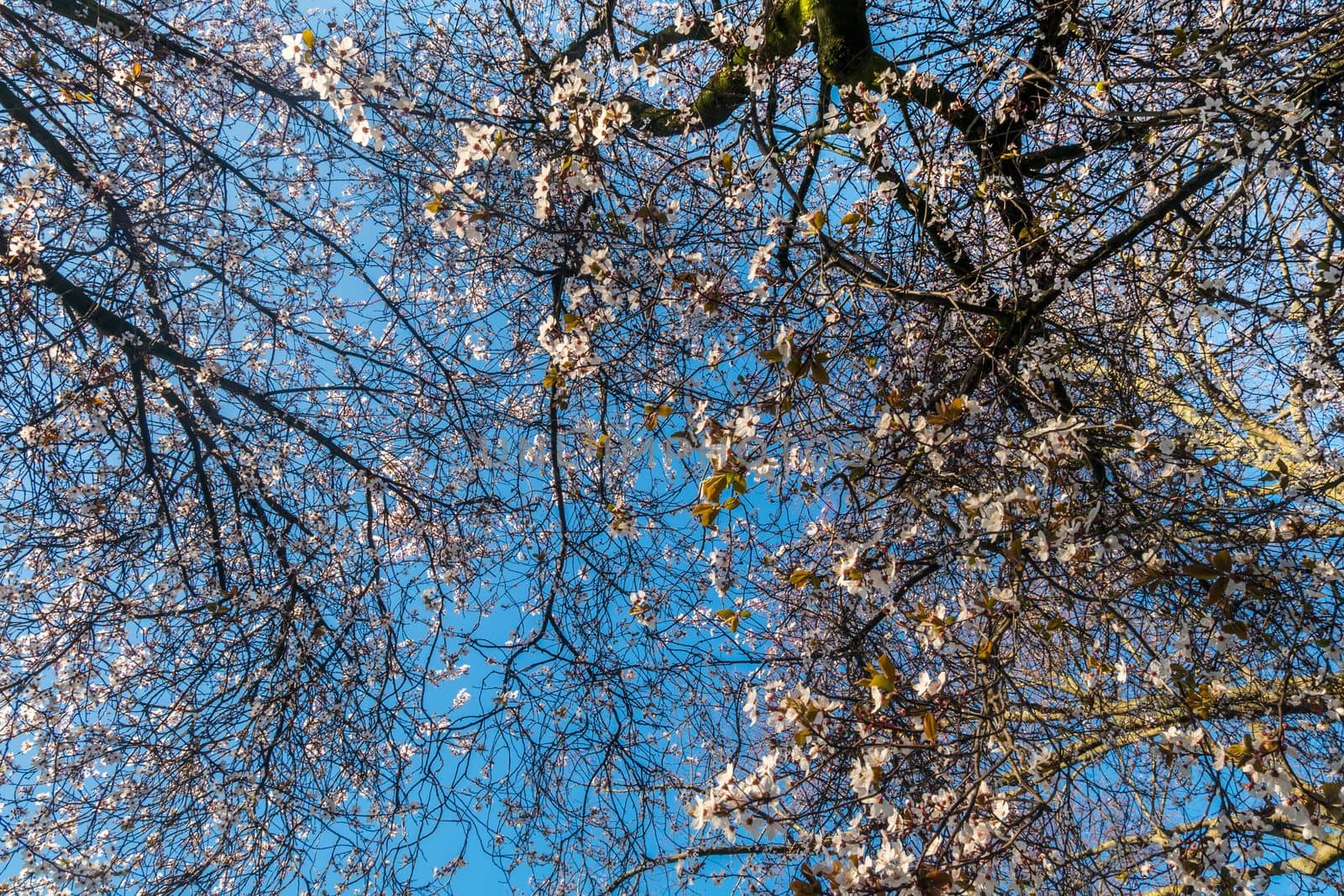 Spring cherry blossoms are full of trees, interspersed with blue sky. Beautiful, suitable for background images