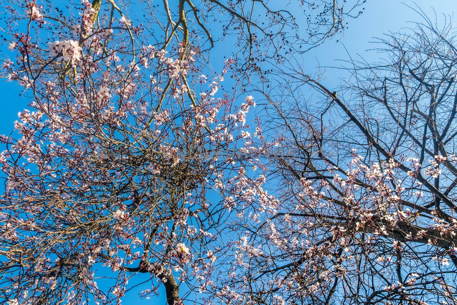 Spring cherry blossoms are full of trees, interspersed with blue sky. Beautiful, suitable for background images
