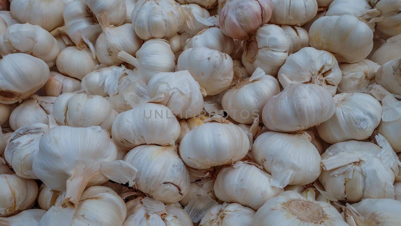 White garlic pile texture. Fresh garlic on market table closeup photo. Vitamin healthy food spice image. Spicy cooking ingredient picture. Pile of white garlic heads. White garlic head heap top view