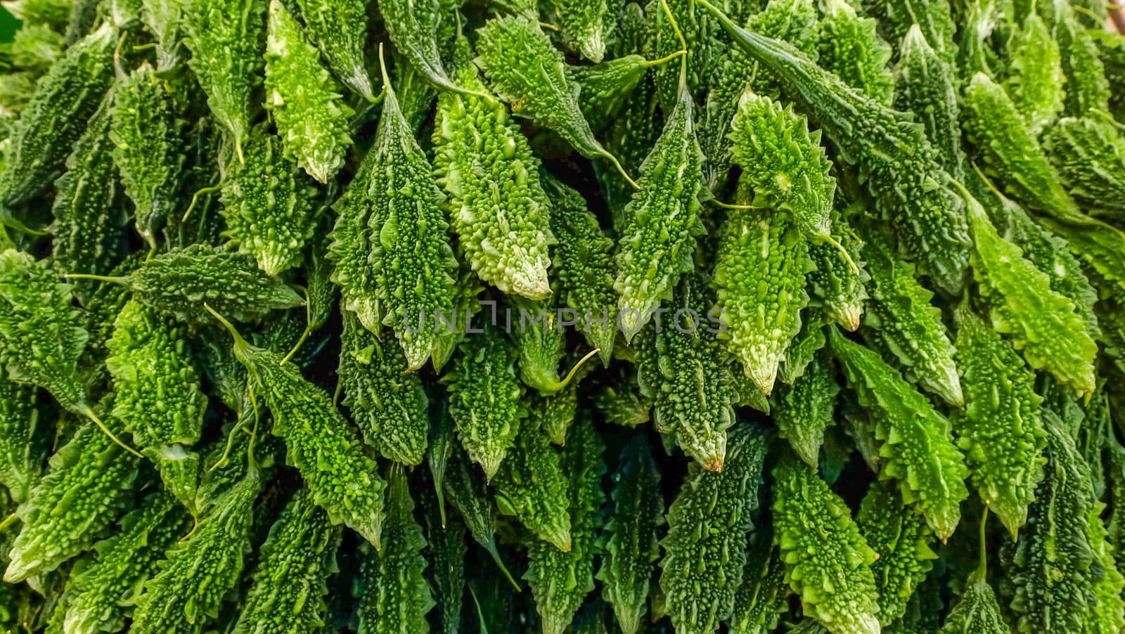 Green organic Bitter Melon, Momordica Charantiar Suitable for making background images.