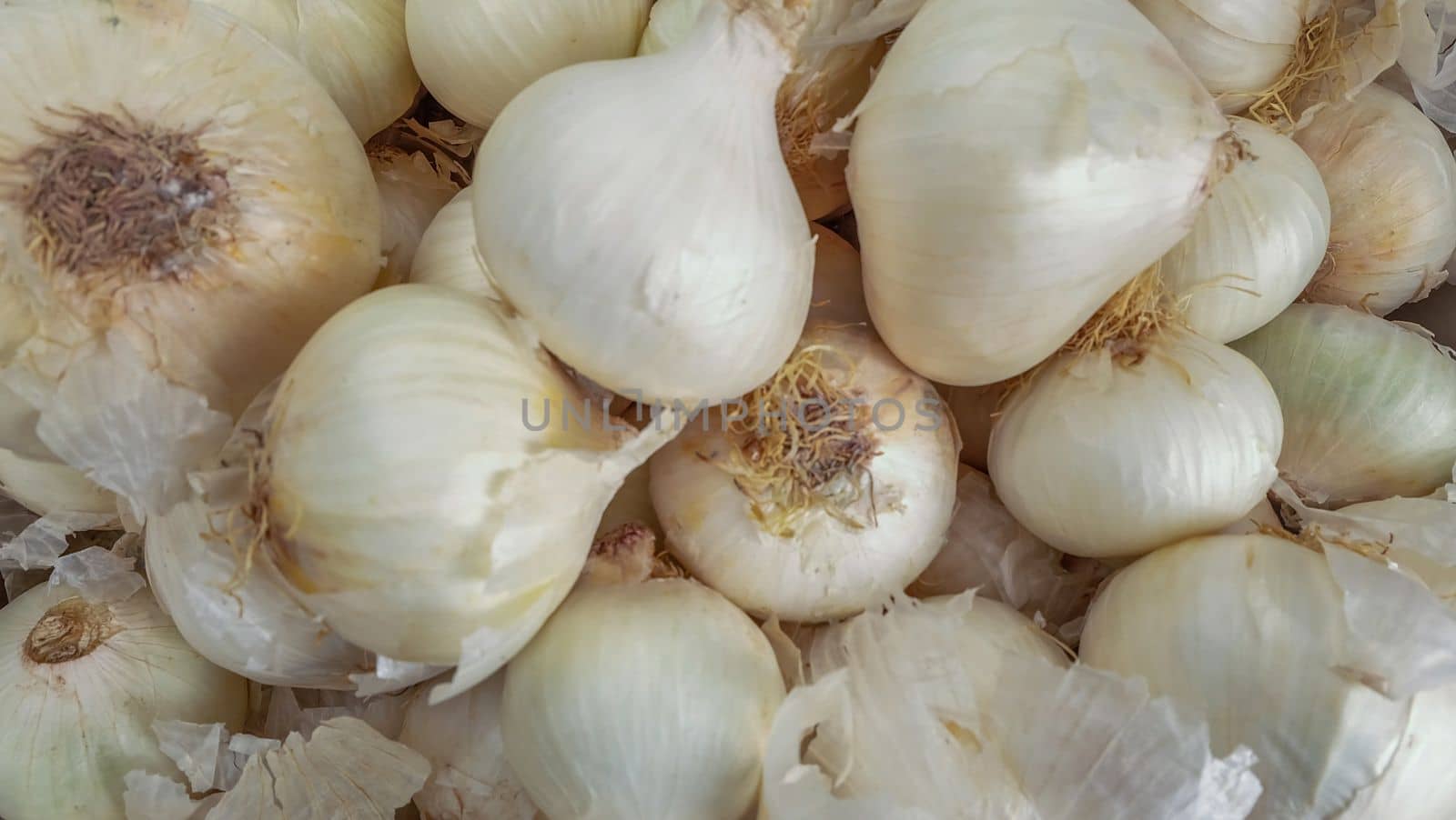White garlic pile texture. Fresh garlic on market table closeup photo. Vitamin healthy food spice image. Spicy cooking ingredient picture. Pile of white garlic heads. White garlic head heap top view