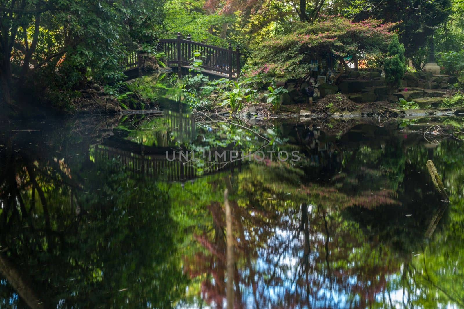 arched wooden bridge over ornamental garden pond, beautiful