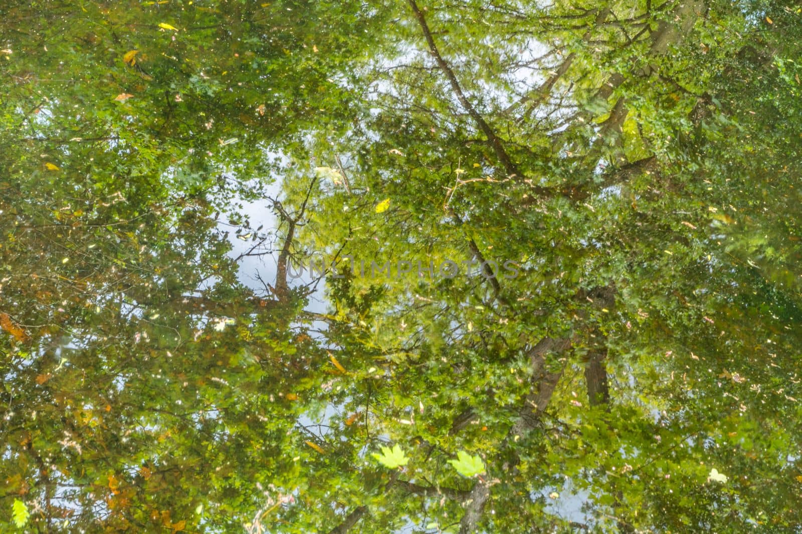 Beautiful autumn, reflection of trees in the open marsh