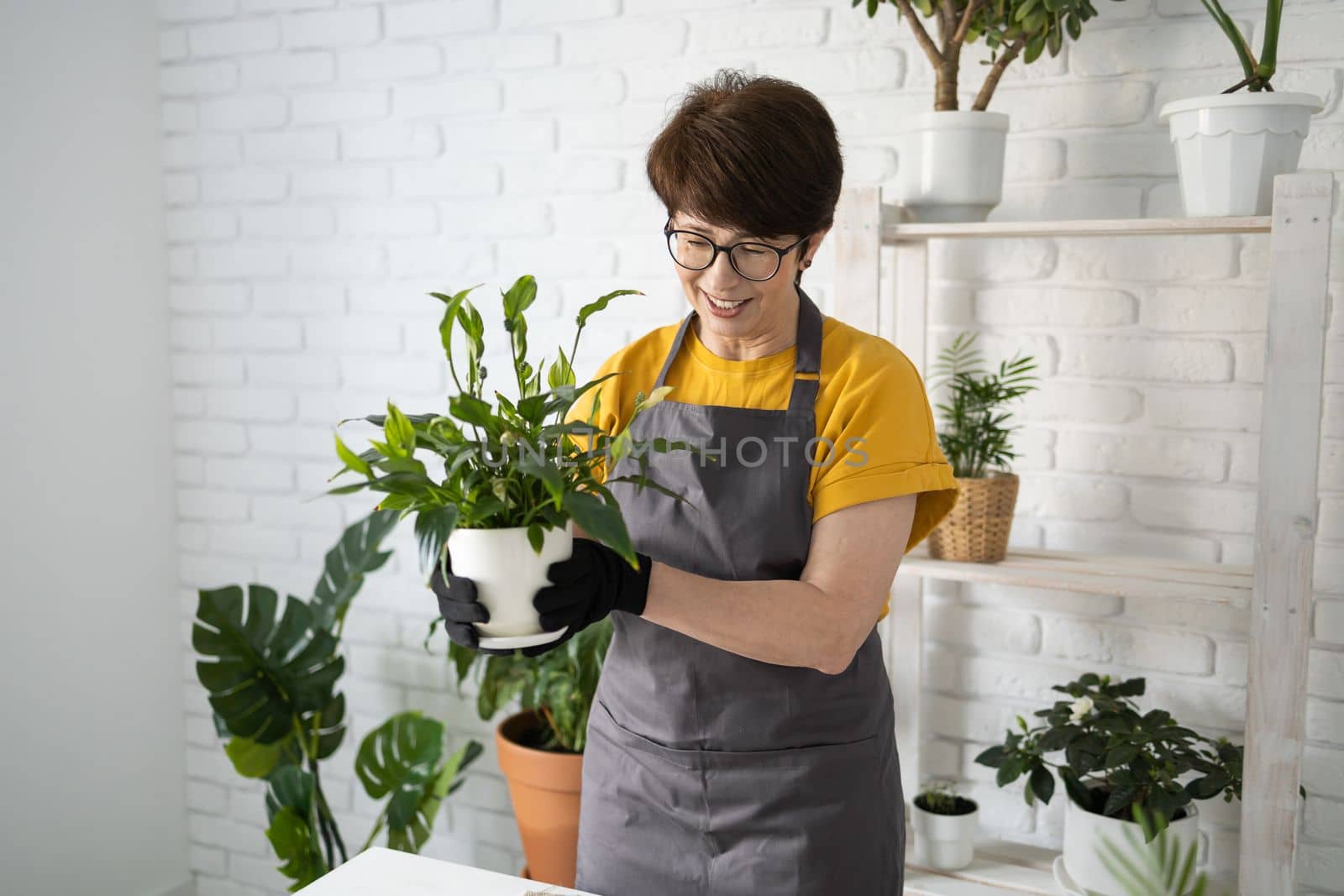Spring houseplant care, repotting houseplants. Waking up indoor plants for spring. Middle aged woman is transplanting plant into new pot at home. Gardener transplant plant Spathiphyllum by Satura86