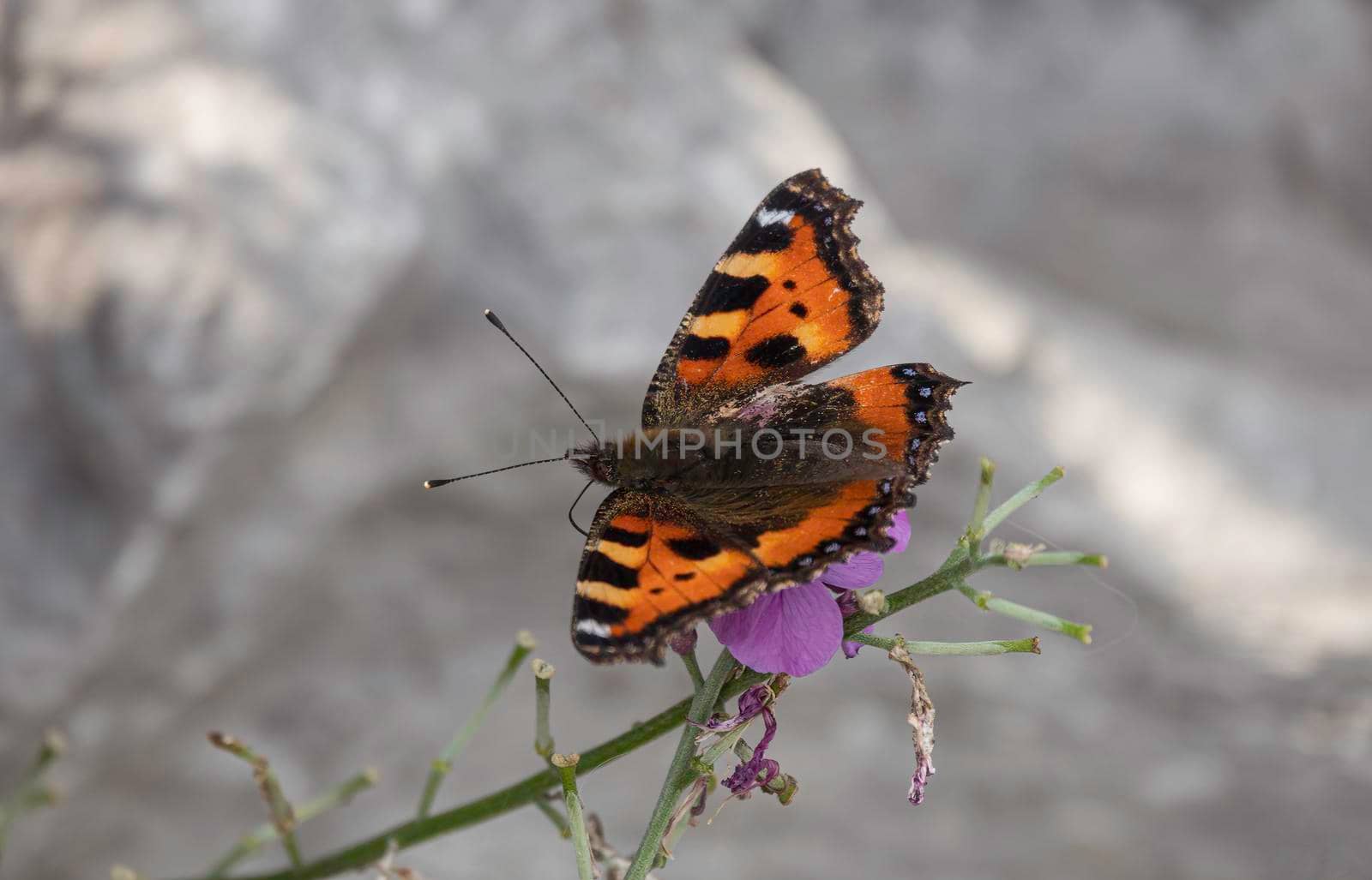 Red Admiral Butterfly Vanessa atalanta butterfly on a pink flower