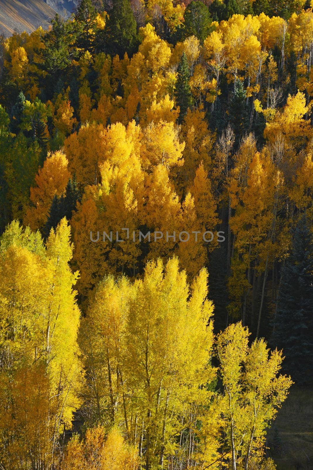 yellow aspen tree from colorado in autumn