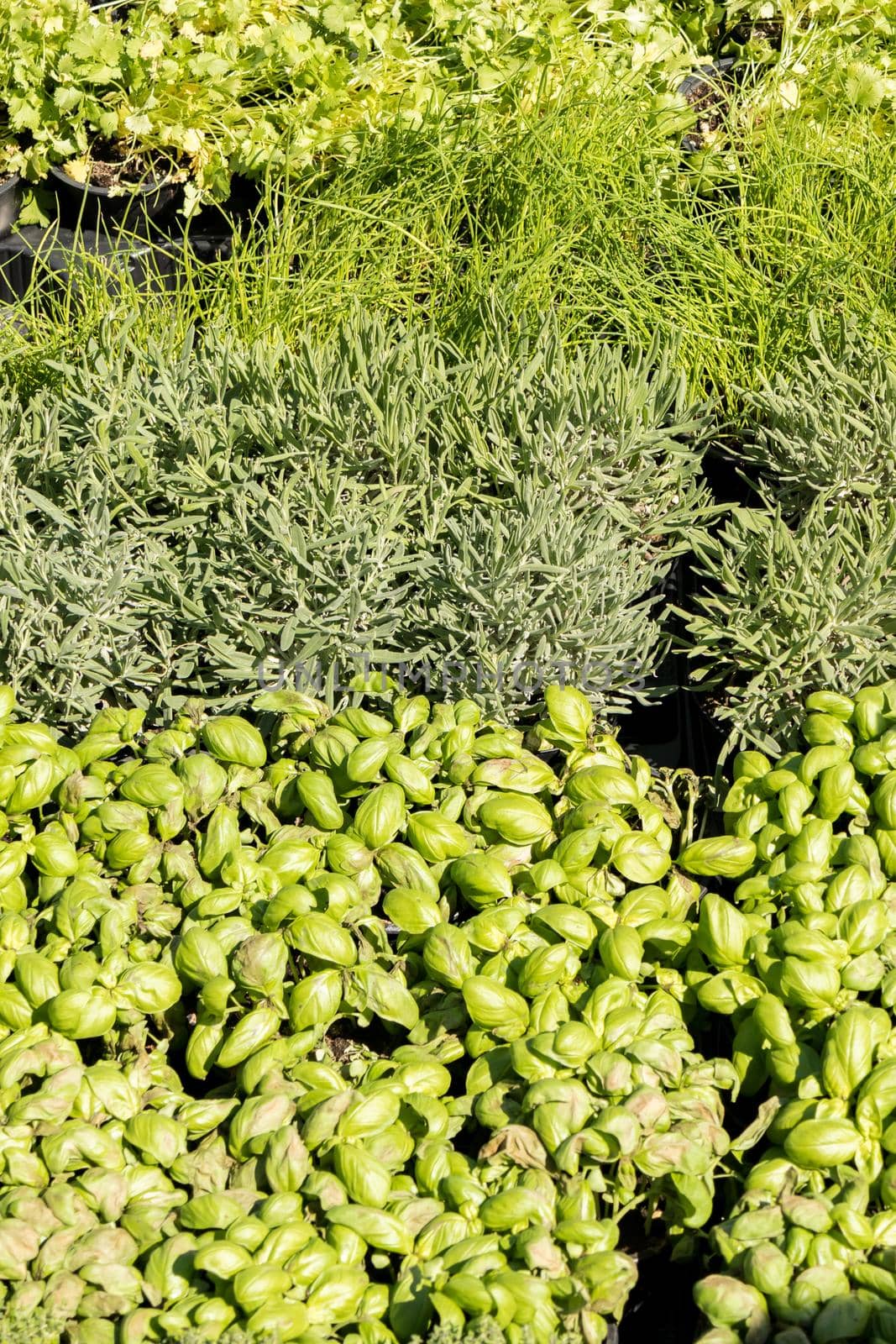 aromatic plant market rosemary sage mint parsley thyme basil savory oregano curry gras