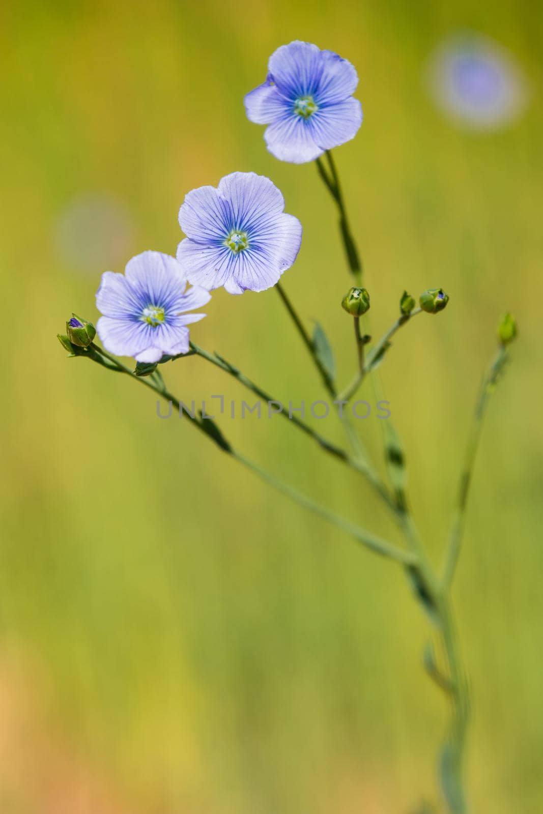 blue flax field closeup at spring shallow depth of field