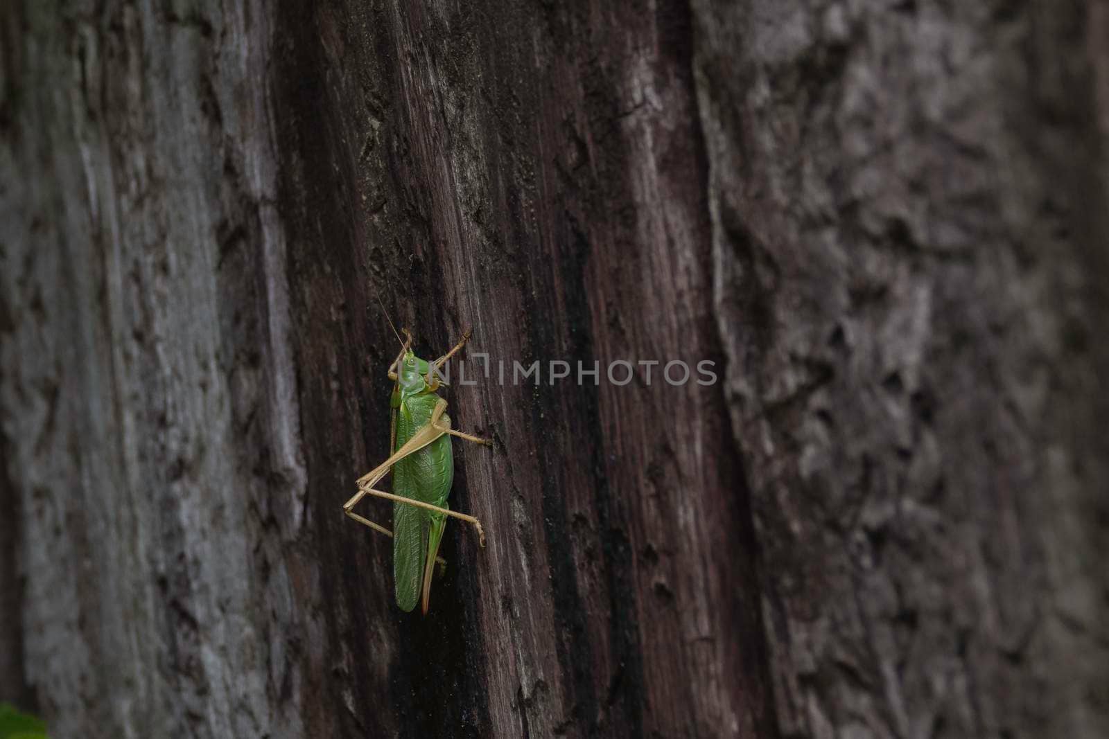 Green cricket or ,tettigoniidae walking on a tree