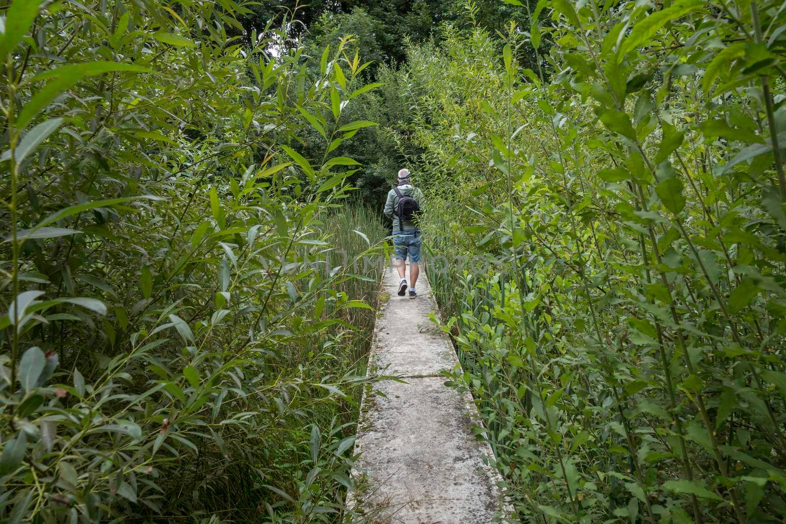 adult man with backpack takes a walk among tall green plants over a walkway in nature