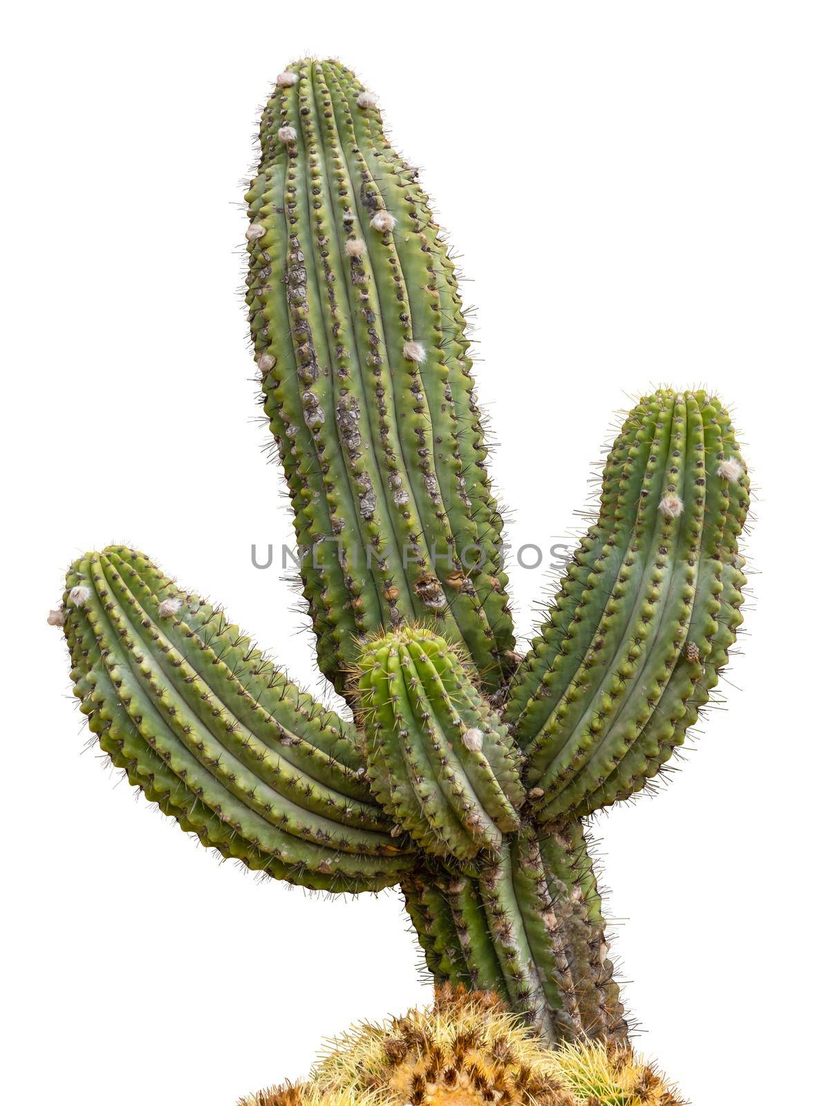 Giant Saguaro Cactus Tree, Isolated On A White Background