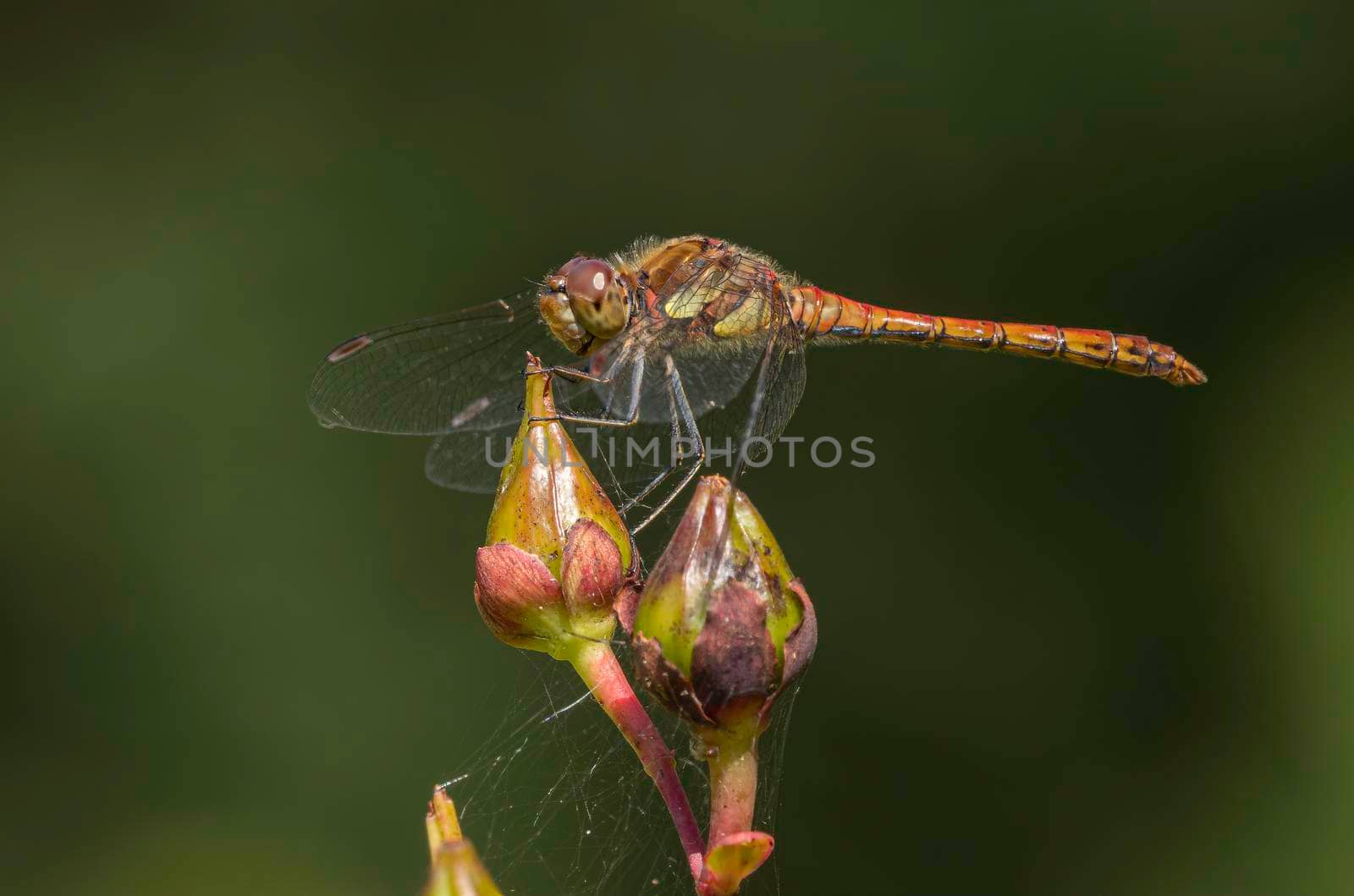 Darter dragonfly ,Sympetrum striolatum, on a flower with blurry background