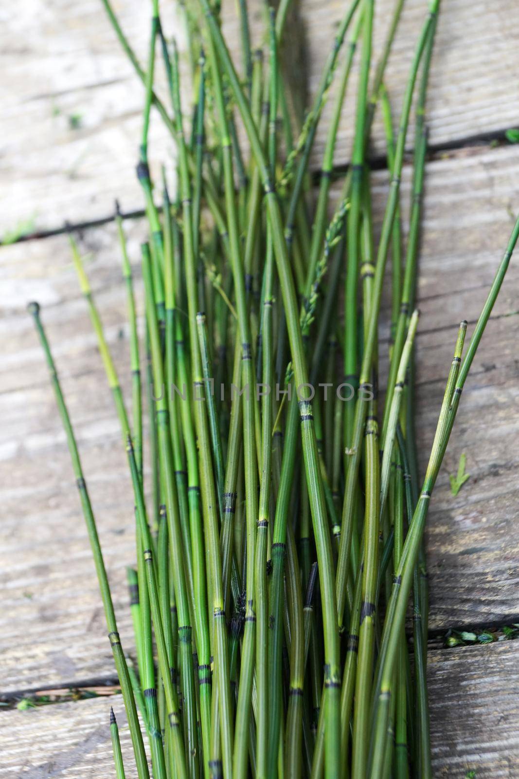 green stabilized horsetail on wooden background close-up.