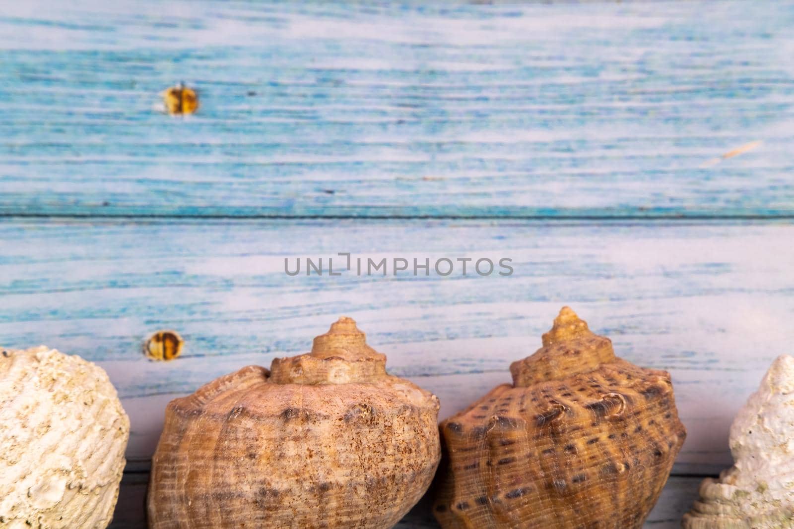 seashells on a blue wooden background.Marine theme.