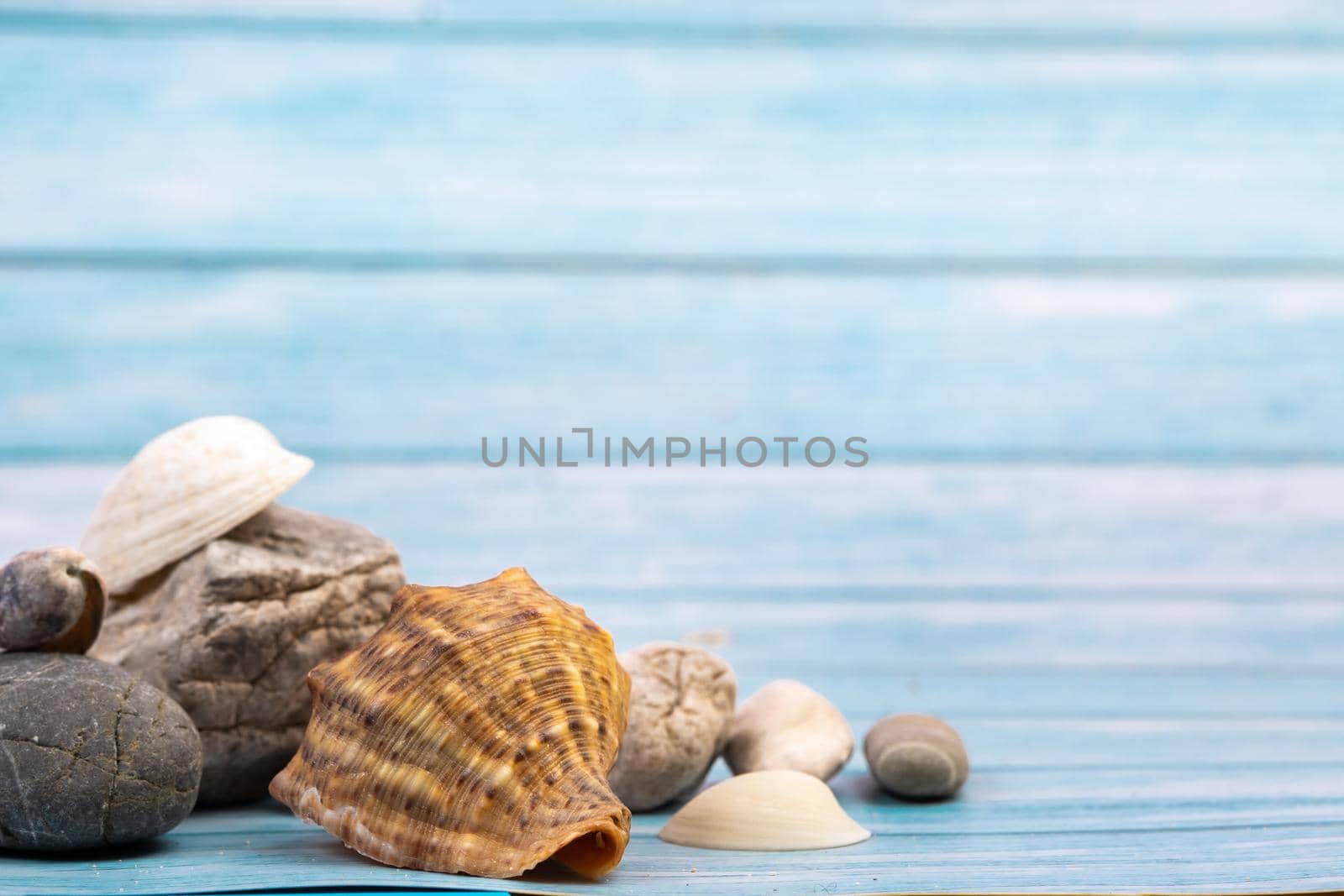 seashells on a blue wooden background.Marine theme.