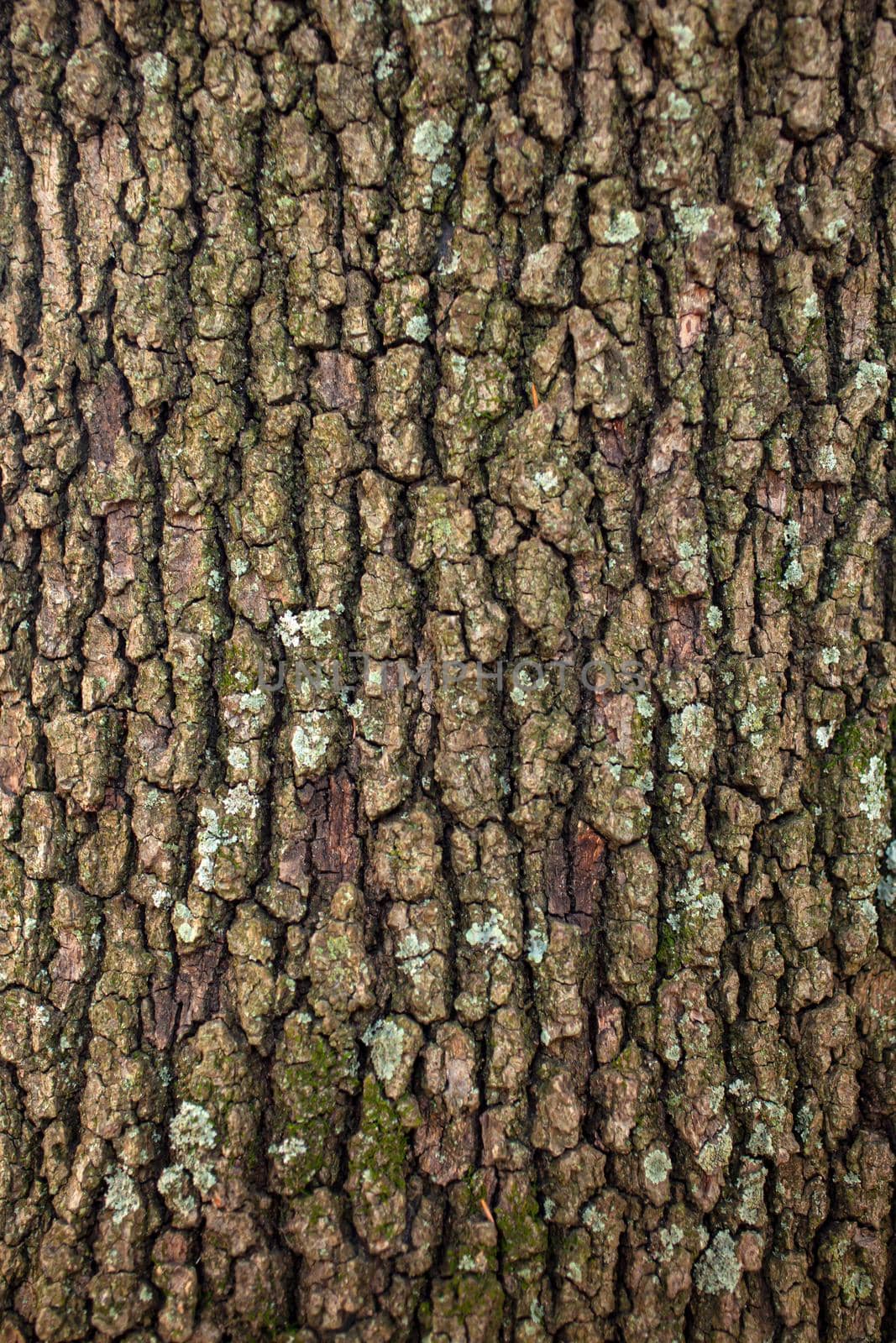 Close up of the Holm oak bark