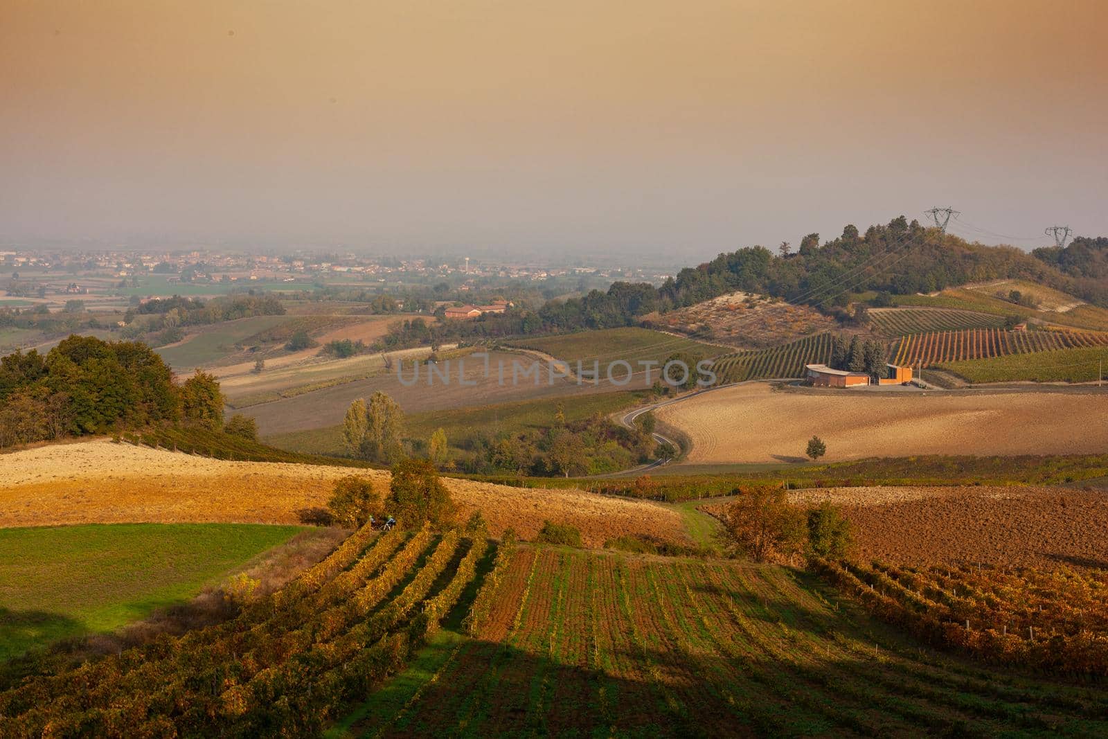 Vineyards in the Tortona hills at sunset during the autumn season