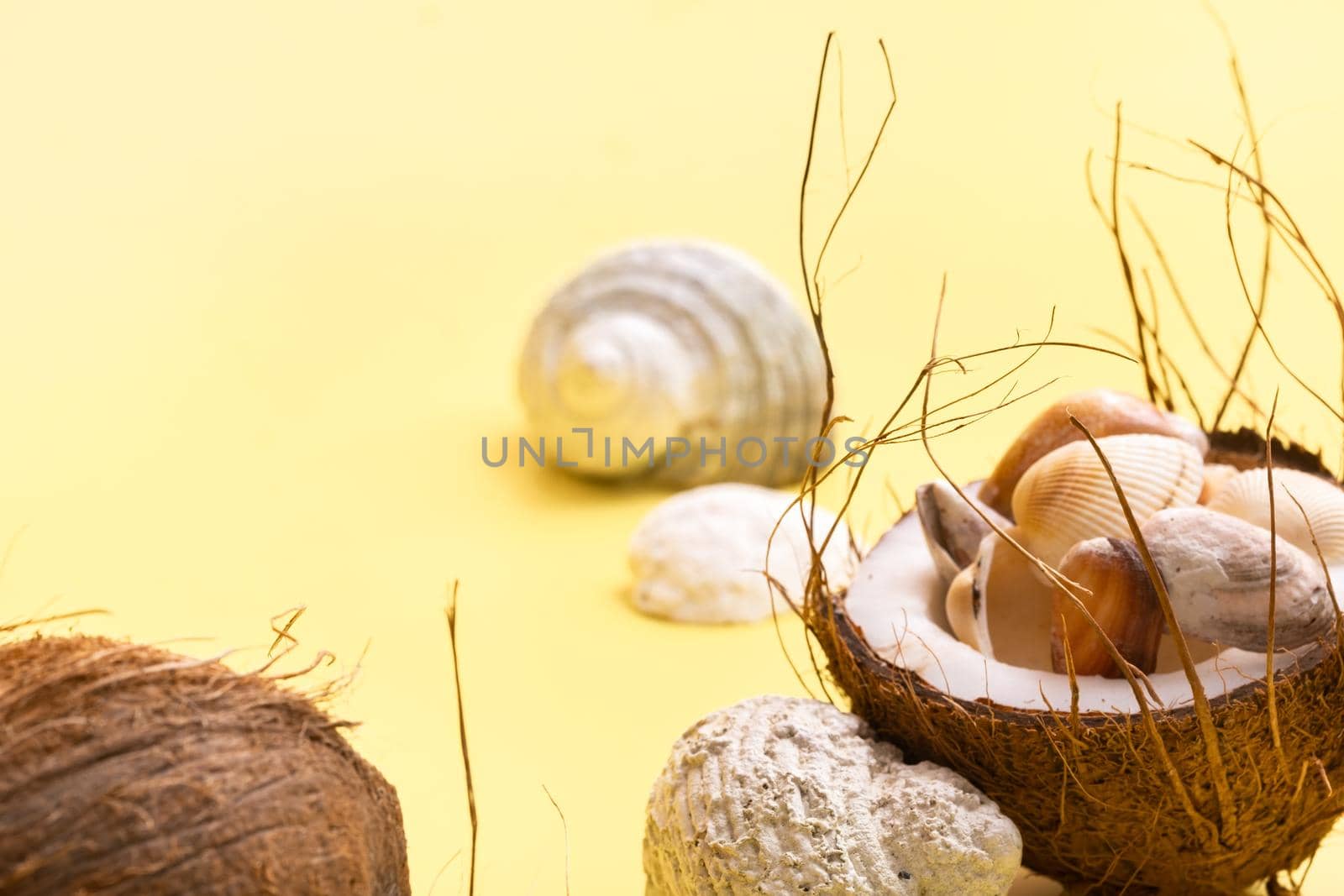 coconuts and shells on a yellow background .Marine theme.