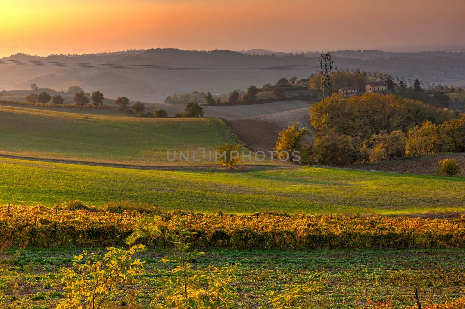 Vineyards in the Tortona hills at sunset during the autumn season