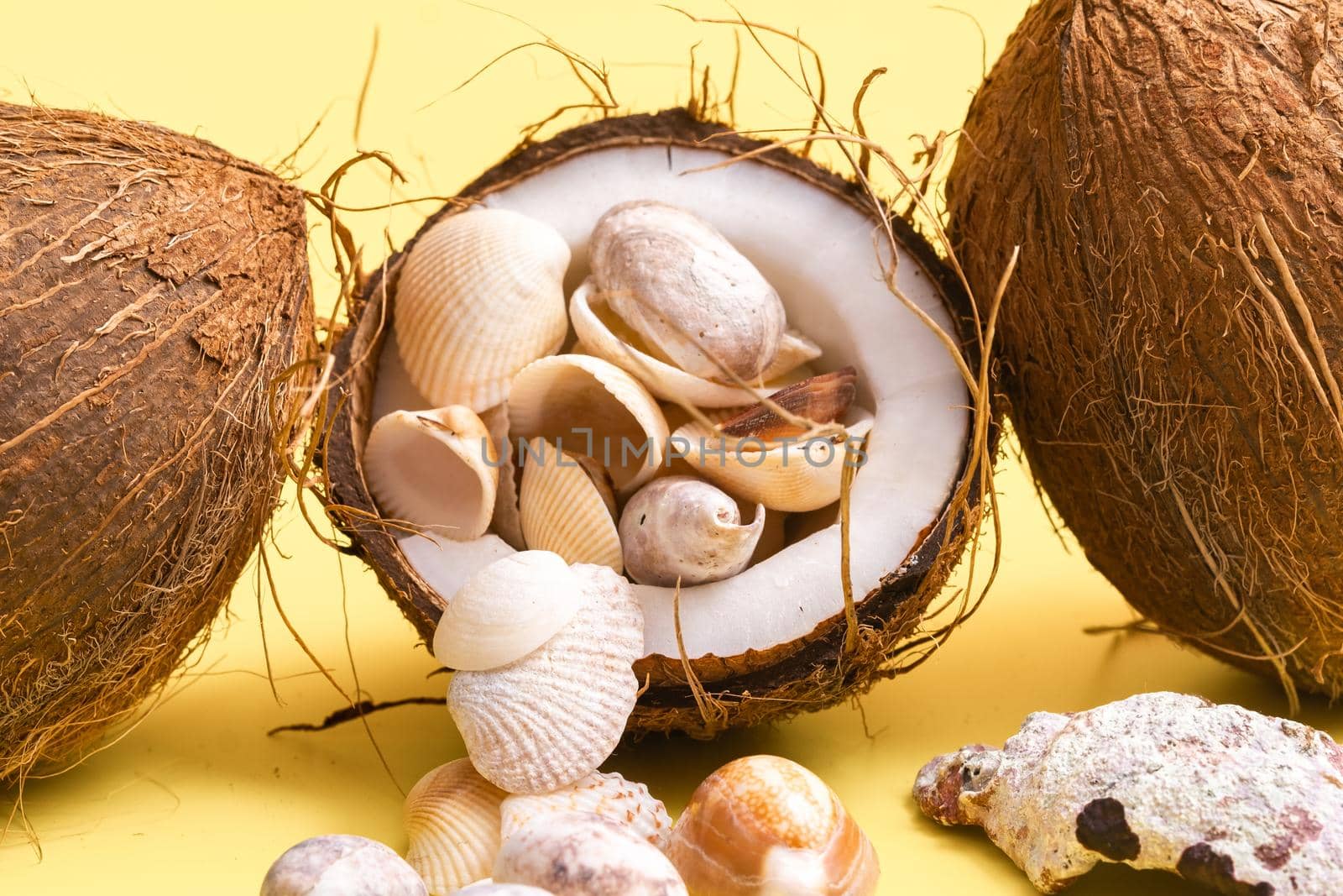 coconuts and shells on a yellow background .Marine theme by Lobachad