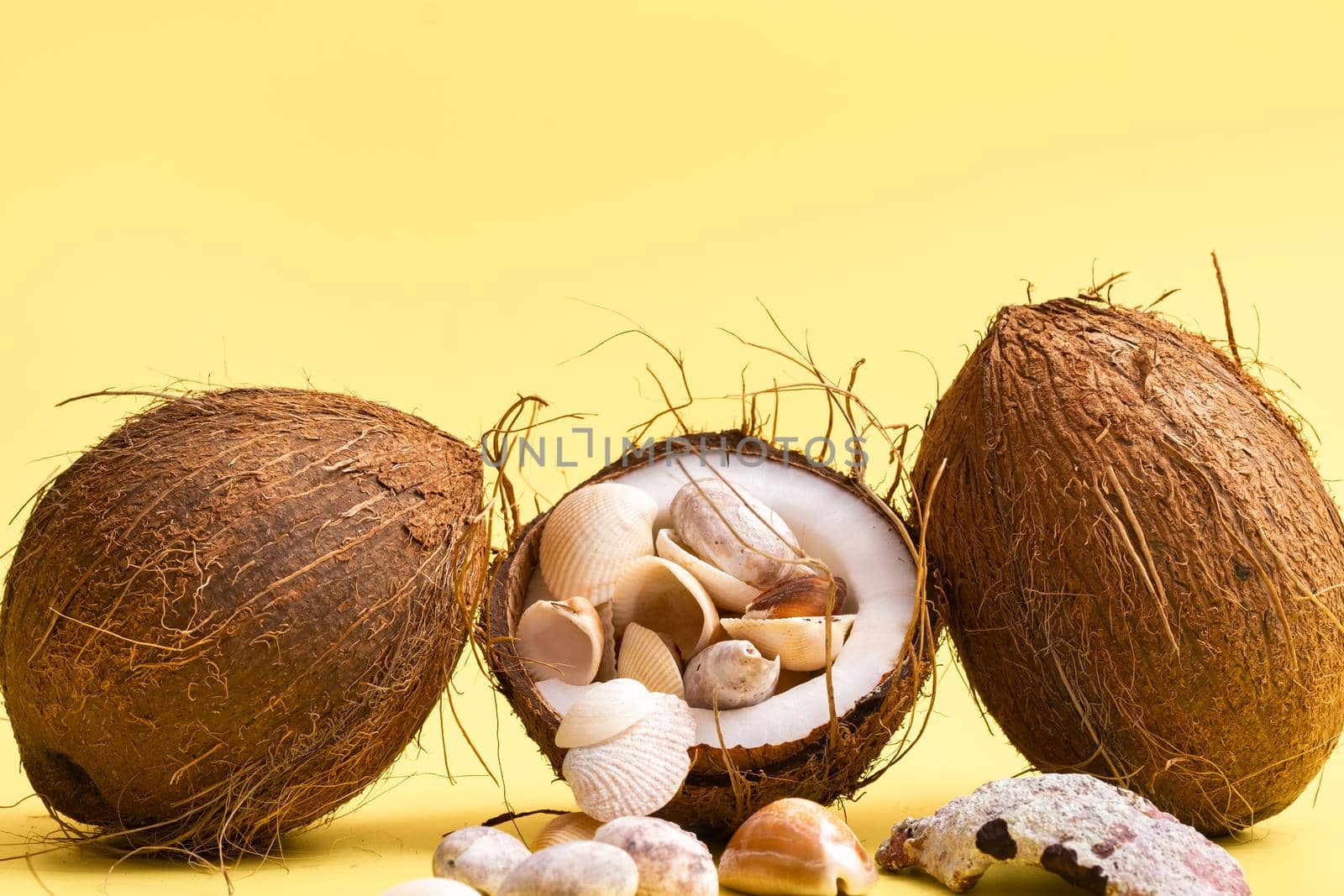 coconuts and shells on a yellow background .Marine theme by Lobachad