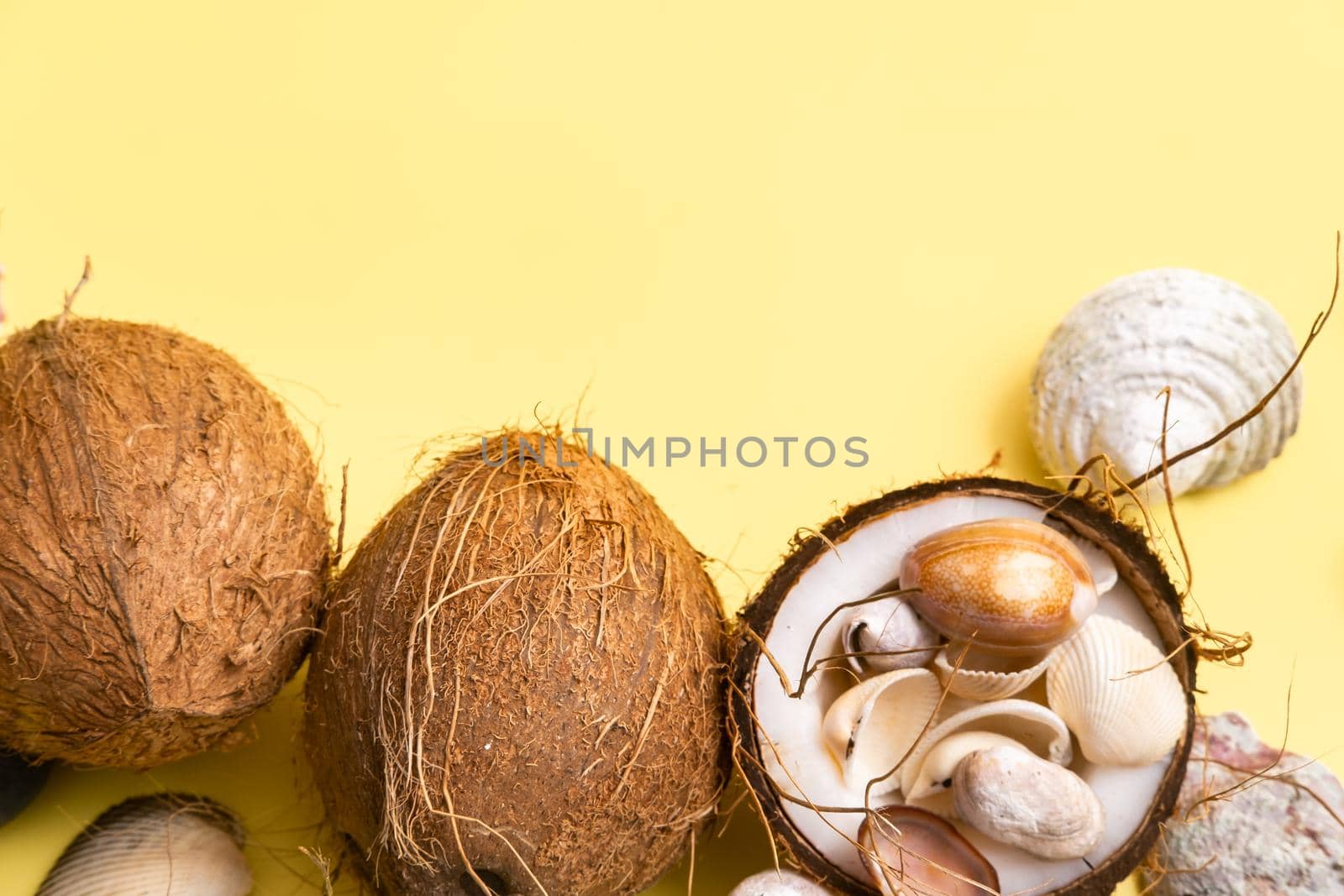 coconuts and shells on a yellow background .Marine theme.