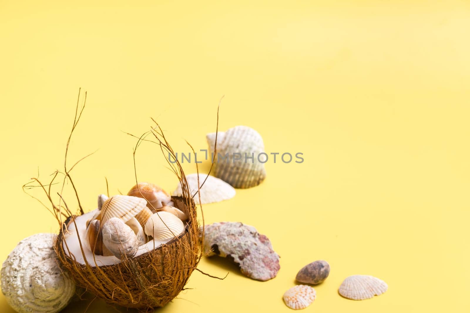 coconuts and shells on a yellow background .Marine theme.