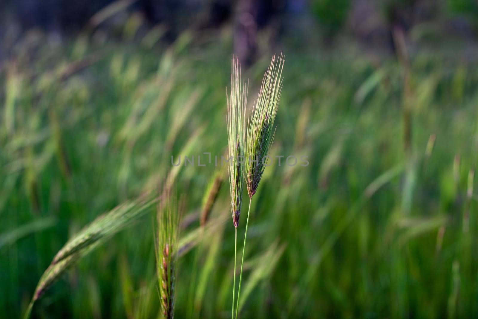 View of Poaceae or Gramineae plant at sunset