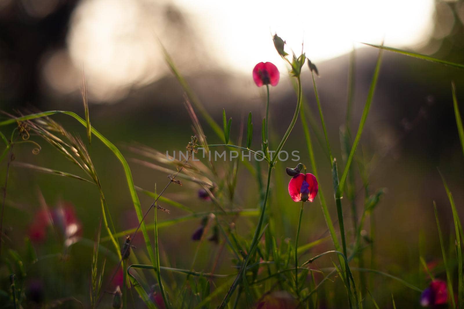 Flowers of wild pea in the spring season