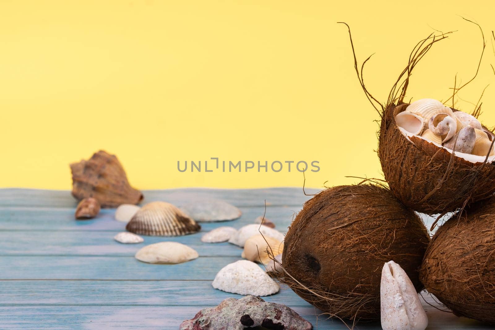 coconuts and shells on a yellow and blue wooden background .Marine theme.