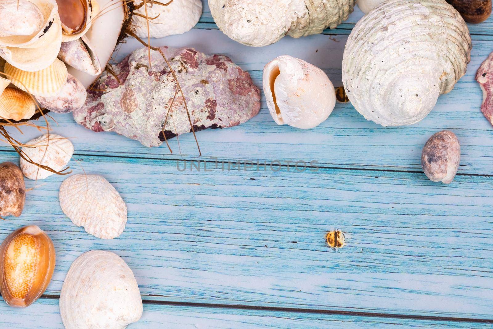 Lots of seashells on a blue wooden background .Marine theme.