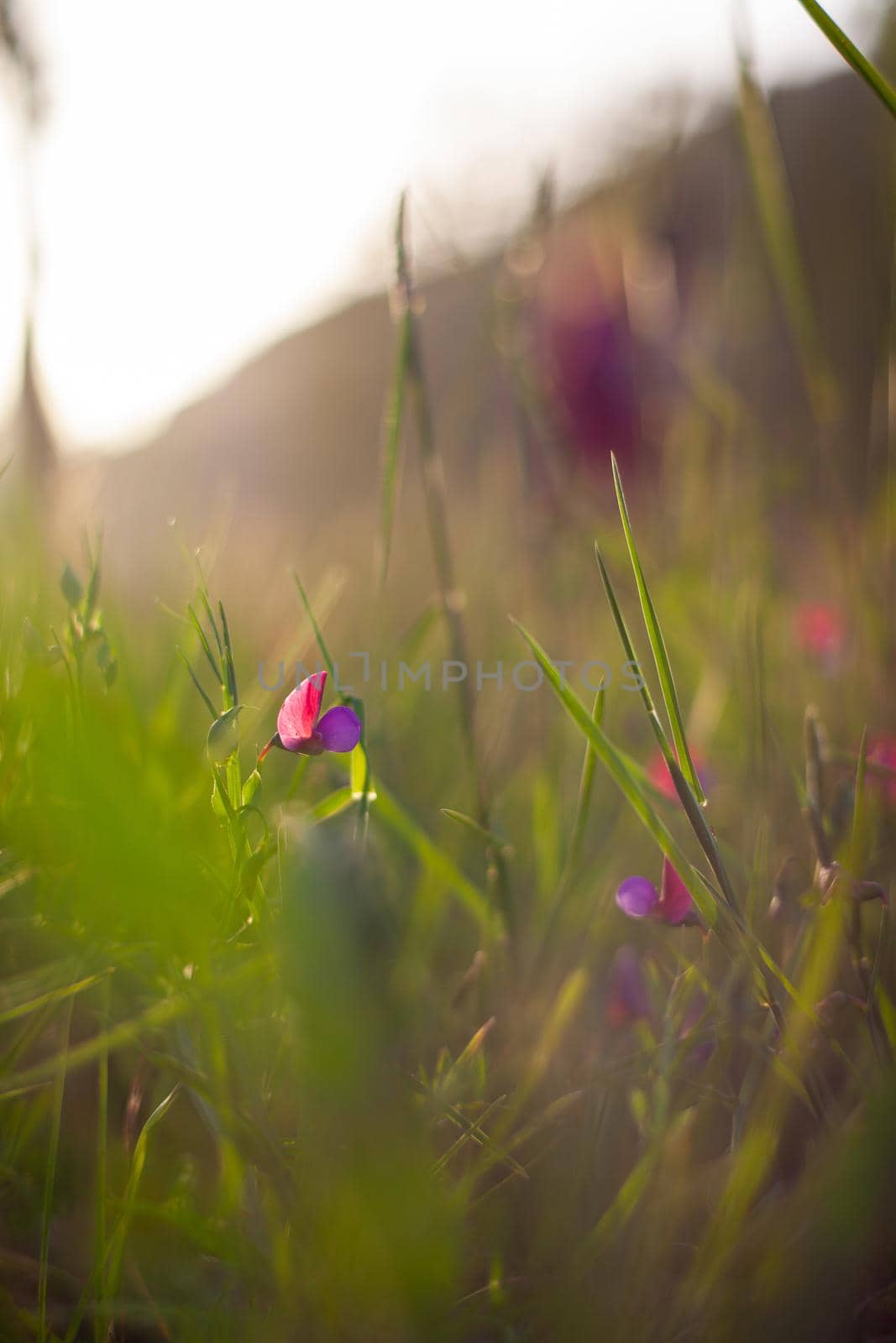 Flowers of wild pea in the spring season