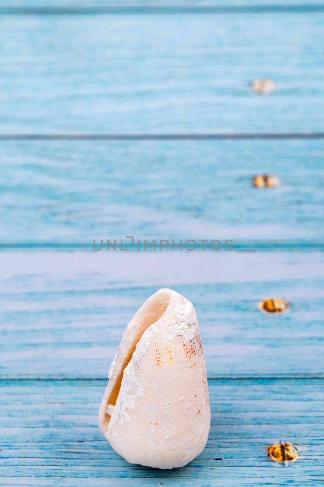 one shell on a blue wooden background.Marine theme.