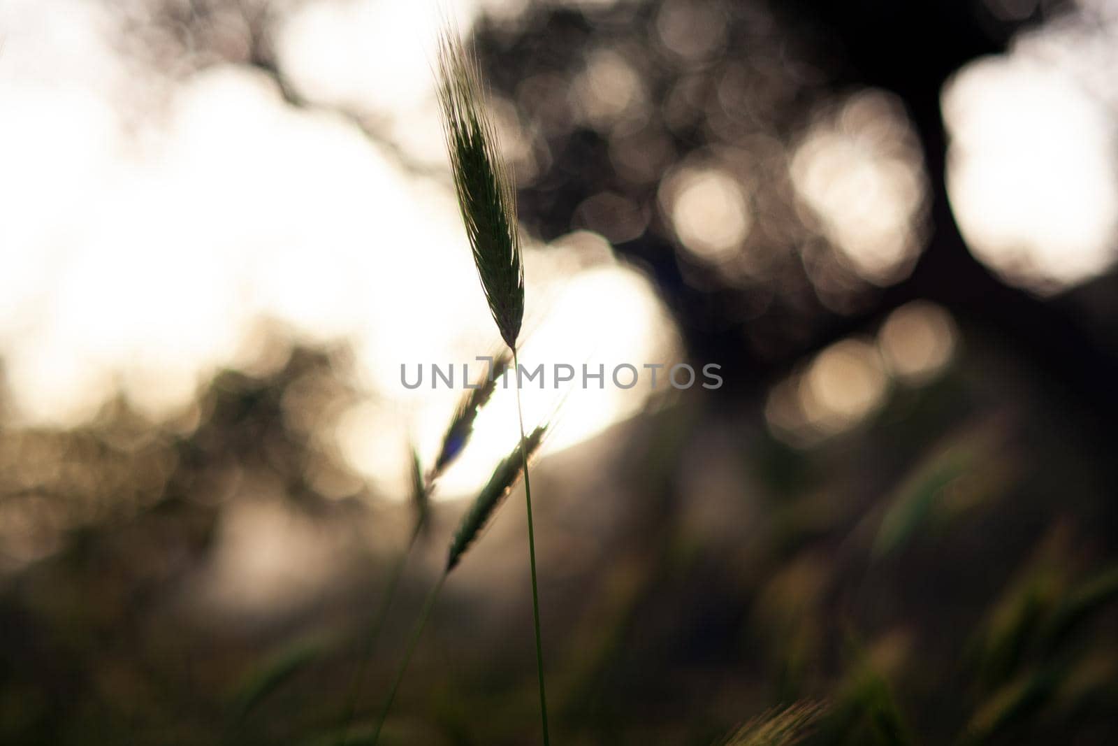 View of Poaceae or Gramineae plant at sunset