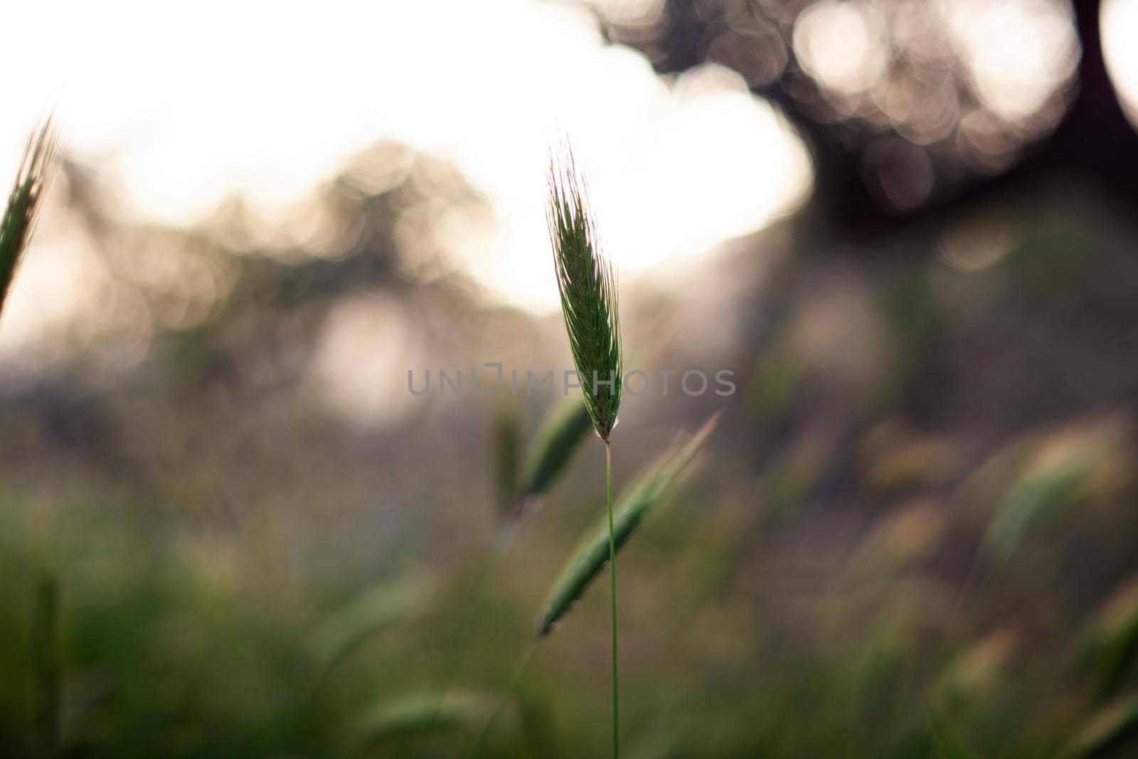 View of Poaceae or Gramineae plant at sunset
