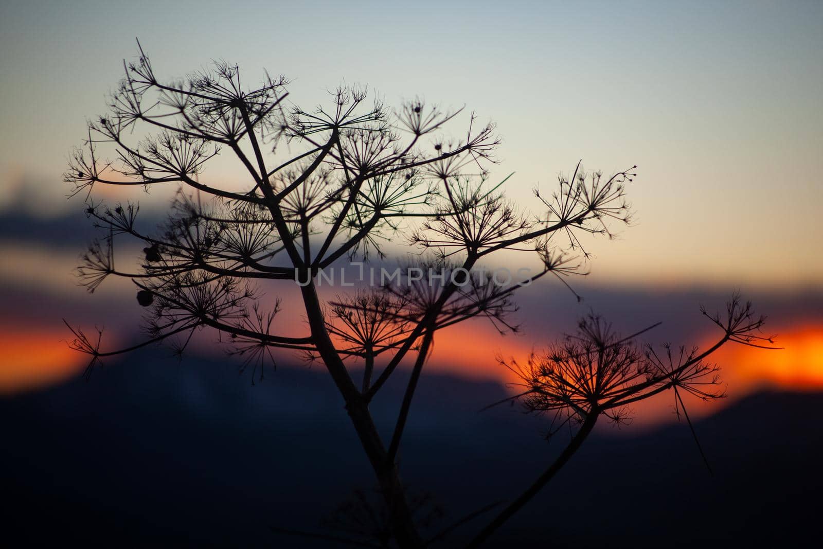 Close up silhouette of florence fennel at sunset