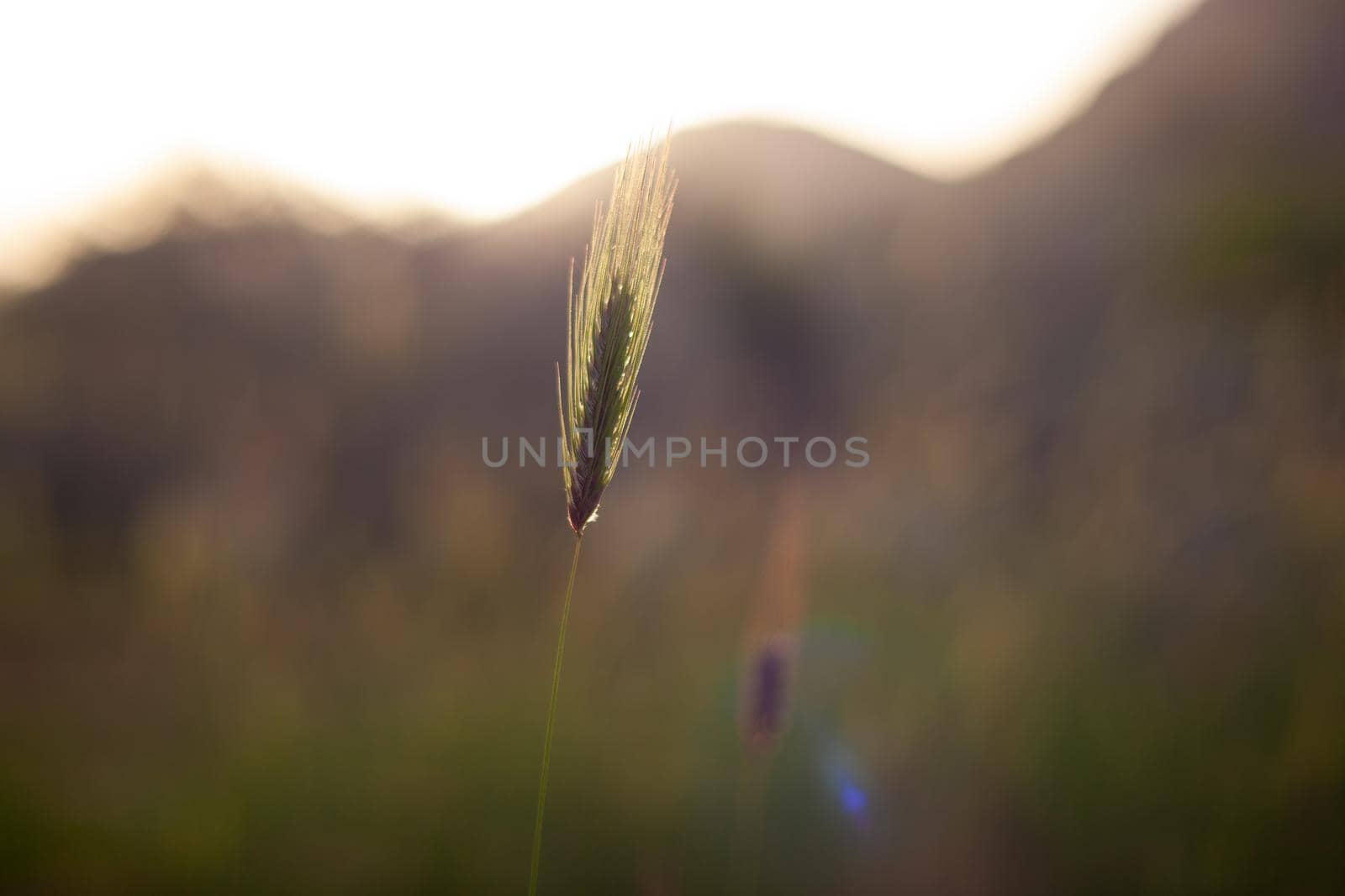 View of Poaceae or Gramineae plant at sunset