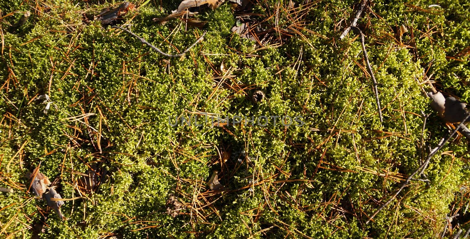 green forest moss under pine needles in sunlight for natural background close-up