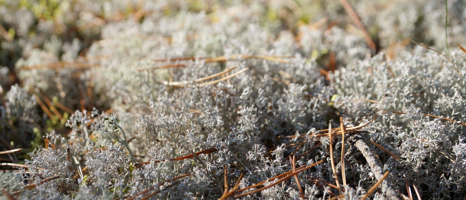 Silver forest moss reindeer moss under pine needles in sunlight for natural background, selective focus by Annado