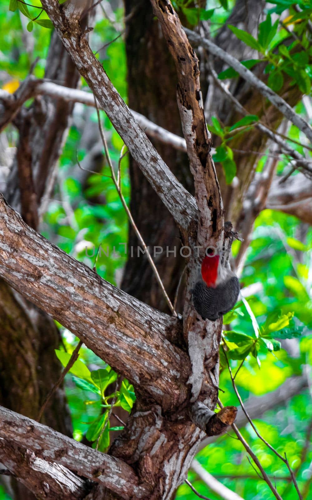 Red bellied woodpecker hammering drill on tree trunk in Mexico. by Arkadij