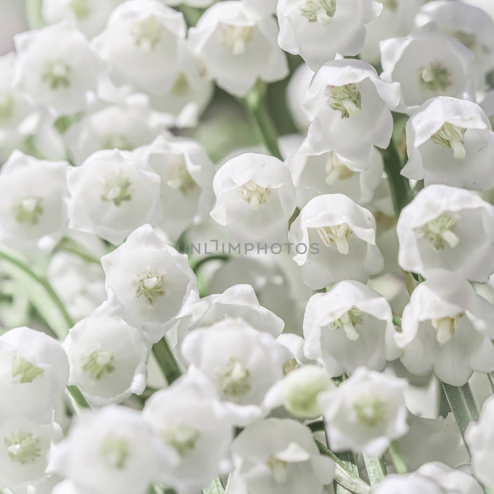 Blooming white lily of the valley flowers. Natural floral background by Olayola