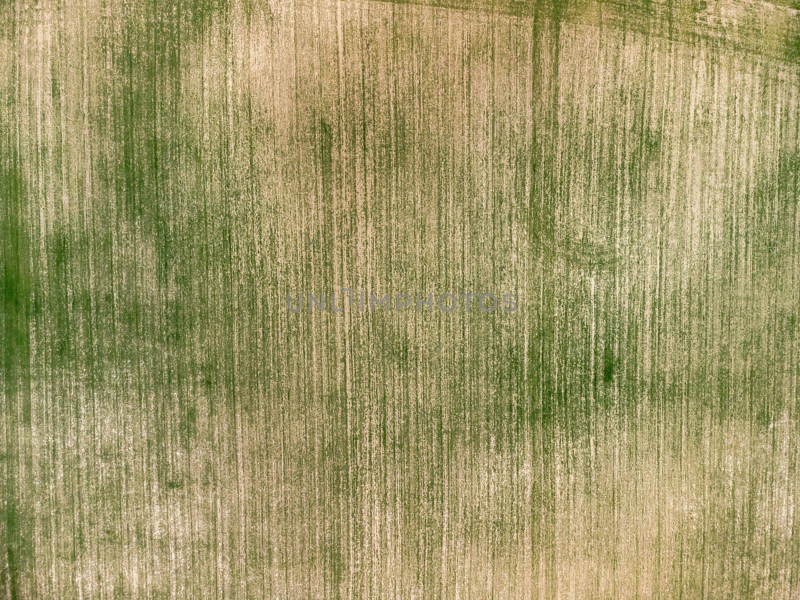 Green wheat field in countryside, close up. Field of wheat blowing in the wind at sunny spring day. Young and green Spikelets. Ears of barley crop in nature. Agronomy, industry and food production