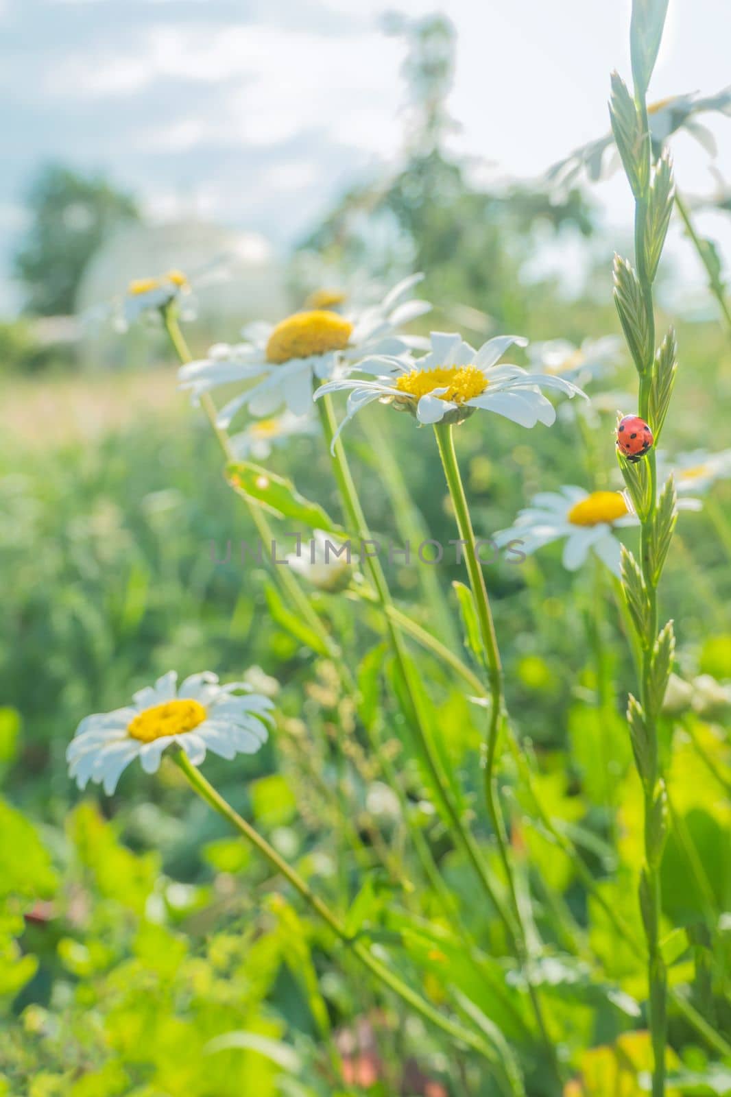 Ladybug on a white camomile on a blurred background. Place for an inscription. Wildlife in the meadow. Copy space. by kajasja