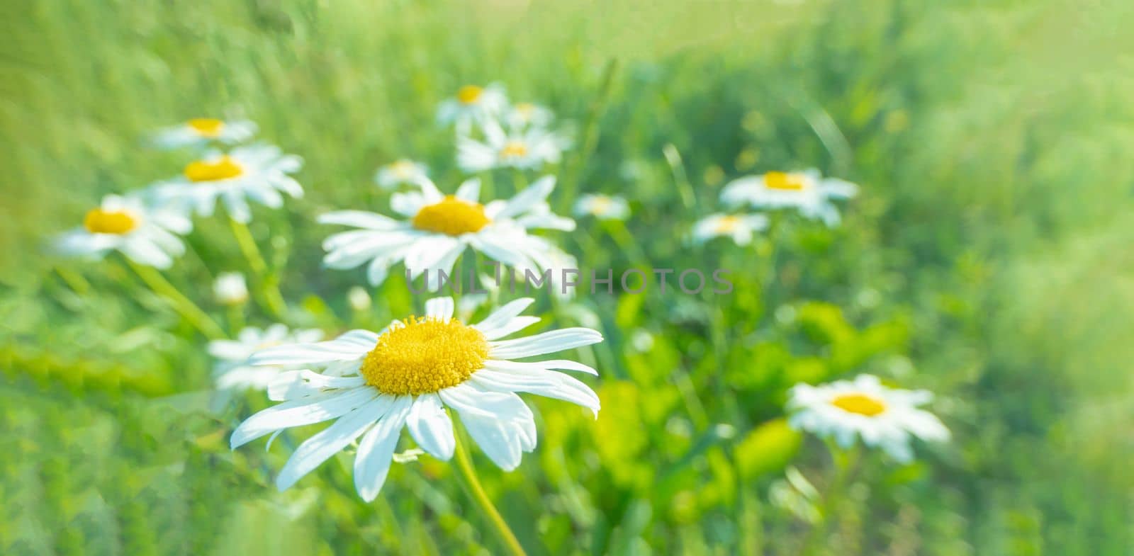 Blooming daisies in the sun on a blurry background of grass by kajasja