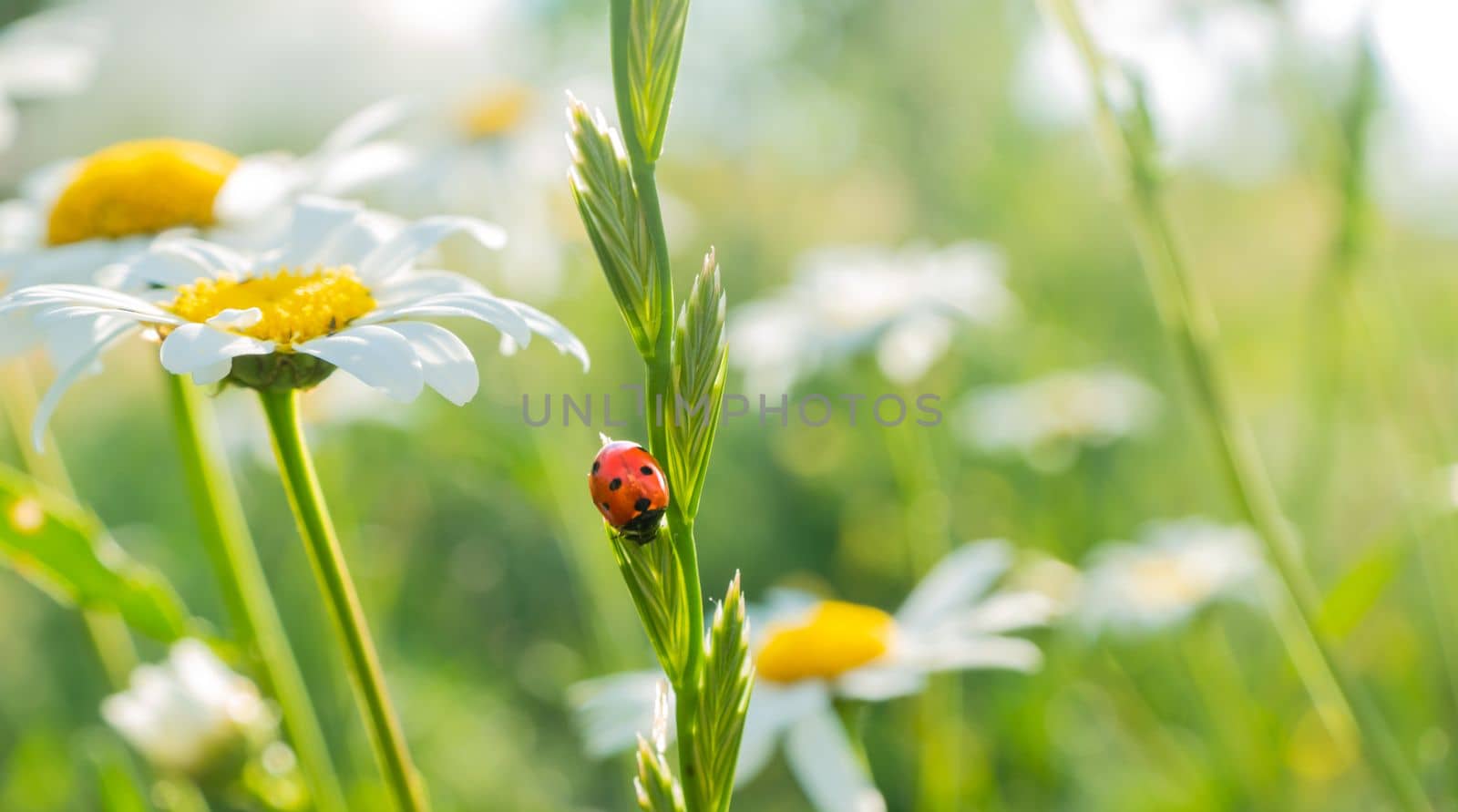 ladybug on chamomile flower close up, green natural blurred background. spring summer season. symbol of purity freshness nature, organic, ecological life. beautiful nature scene. copy space. High quality photo