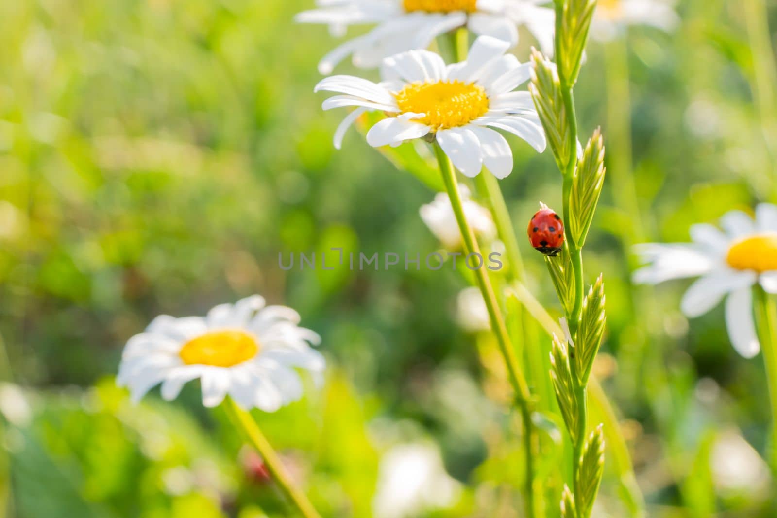 ladybug on chamomile flower close up, green natural blurred background. spring summer season. symbol of purity freshness nature, organic, ecological life. beautiful nature scene. copy space. High quality photo