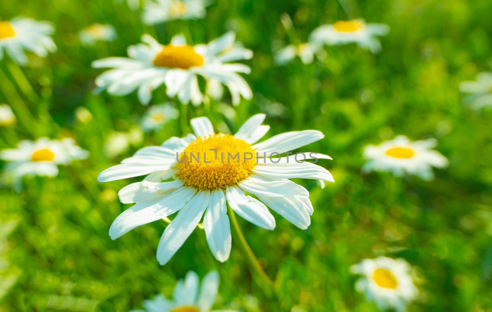 Blooming daisies in the sun on a blurry background of grass by kajasja