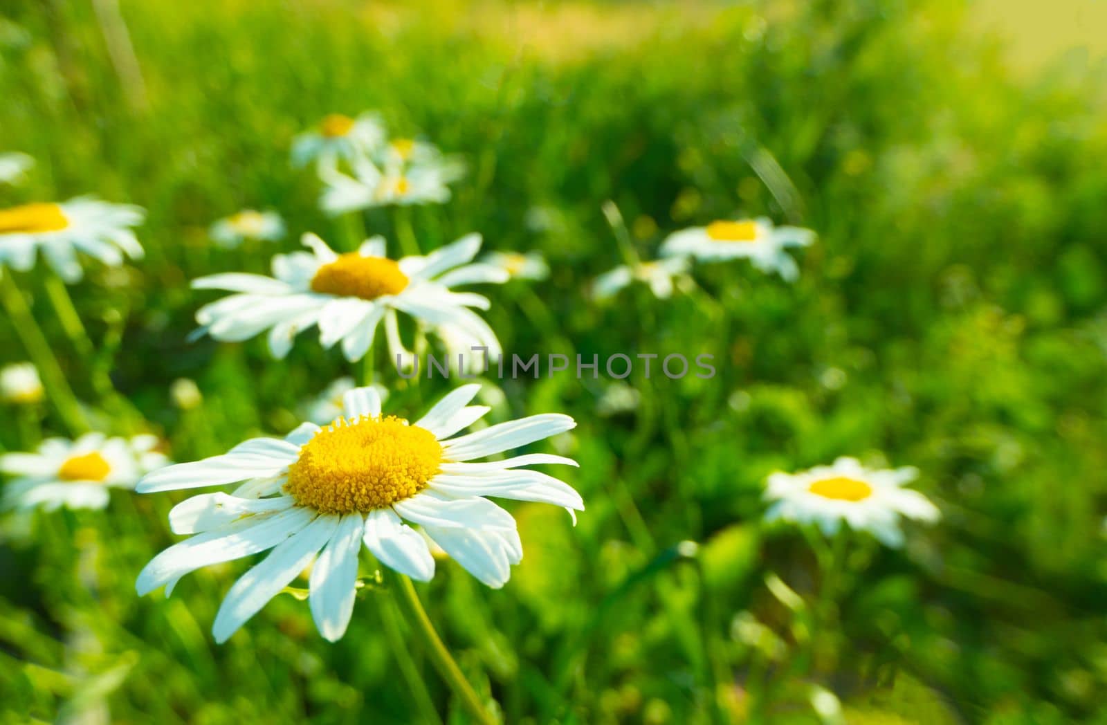 Chamomile background among nature flowers Beautiful scene of nature with chamomile in full bloom, chamomile, spring. Summer banner with Copy space. High quality photo
