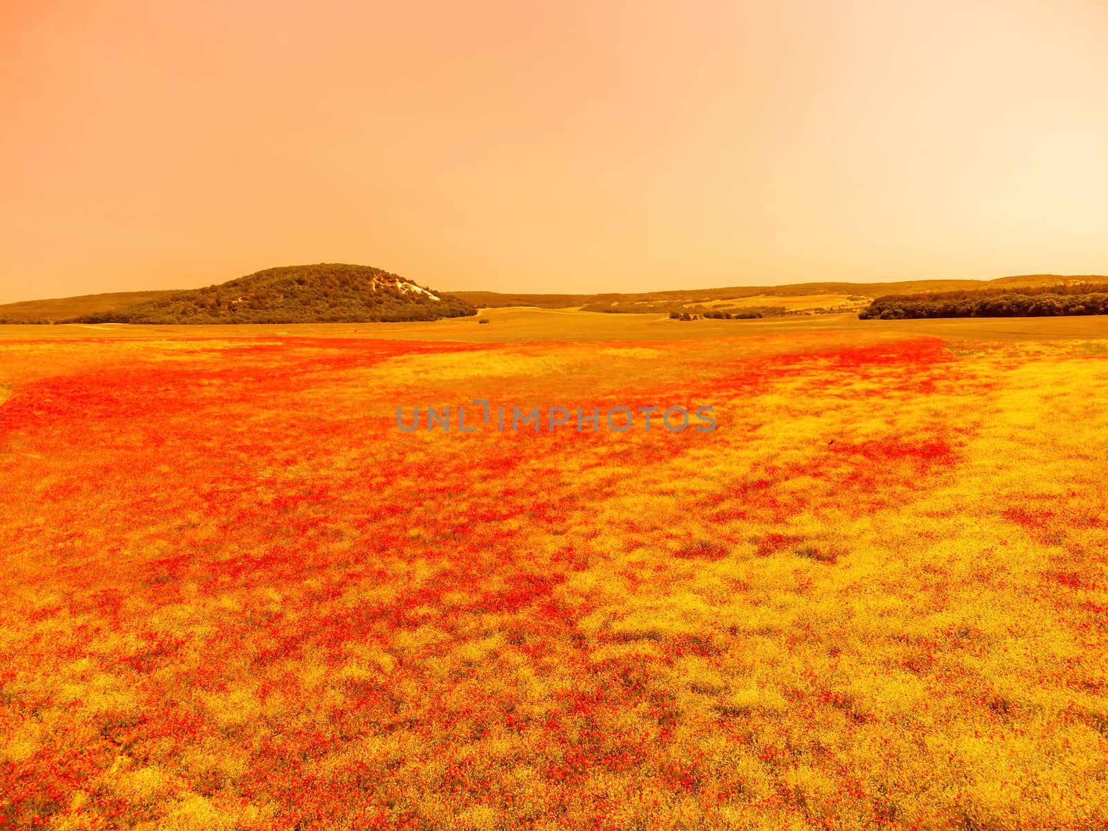 Large Field with red poppies and green grass at sunset. Beautiful field scarlet poppies flowers with selective focus. Red poppies in soft light. Glade of red poppies. Soft focus blur. Papaver sp